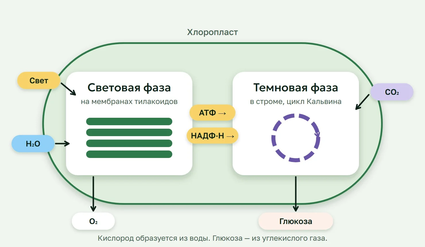 Схема фотосинтеза: световая фаза в тилакоидах передаёт АТФ и НАДФ·Н темновой фазе в строме