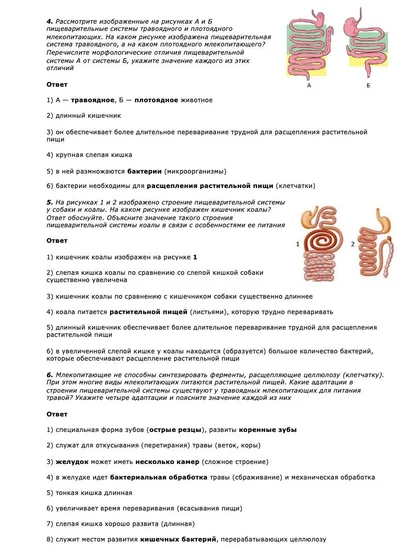 Пищеварительная система — задания с ответами