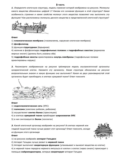 Клеточные структуры — задания с ответами