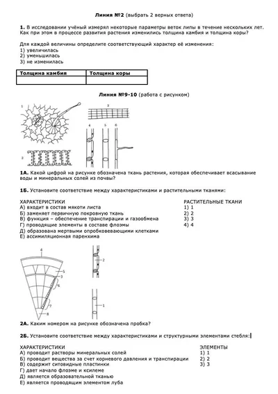 Ткани растений — тренировочные задания