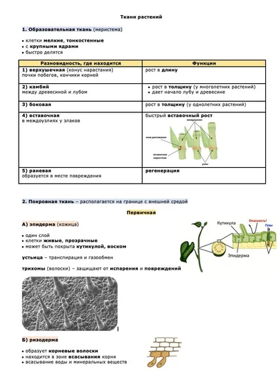 Ткани растений — конспект